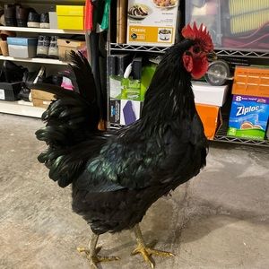 Meet your Posher, Minh